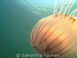 Suddenly I found myself followed by this compass jelly by Samantha Fouwels 